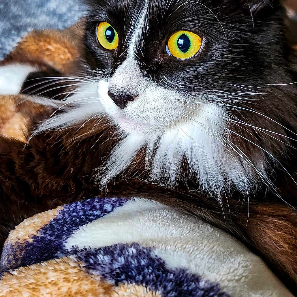 Jack Thomas is registered to the contest to win money with this photo: abyssinian, angora, animal, bed, bedroom, blackcat, blanket, cat, couch, furniture, homedecor, indoors, kitten, manx, pet, plush, quilt, room, towel, toy