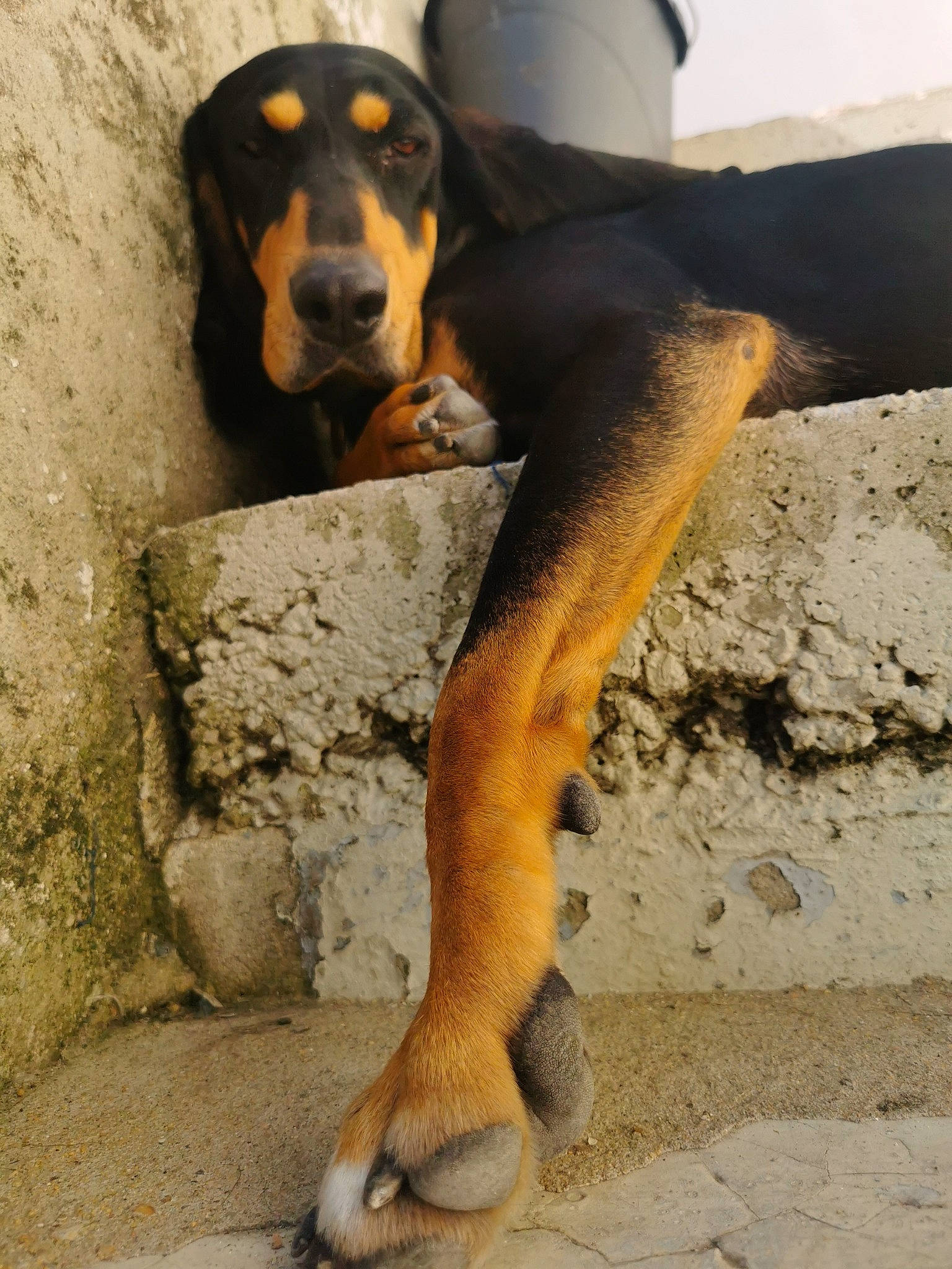 Indy participe au concours pour gagner de l'argent avec cette photo : ancient_dog_breeds, canidae, carnivore, companion_dog, dog, dog_breed, fawn, foot, hound, human_leg, hunting_dog, rock, scent_hound, sitting, snout, sporting_group, terrestrial_animal, working_animal, working_dog