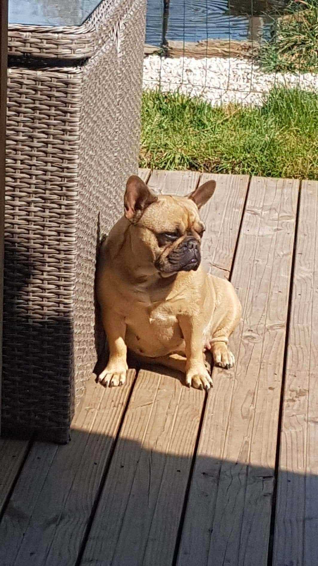 Nalia participe au concours pour gagner de l'argent avec cette photo : bulldog, canidae, carnivore, companion_dog, dog, dog_breed, fawn, french_bulldog, hardwood, mammal, pug, snout, terrestrial_animal, toy_dog, vertebrate, wicker, wood, wood_stain, working_animal, wrinkle