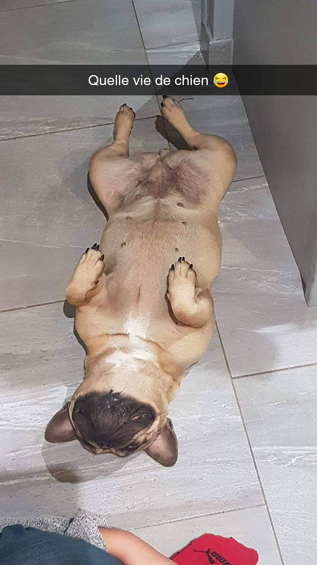 Nalia a rejoint le concours — aidez-le/la à gagner de superbes lots ! canidae, carnivore, claw, dog_breed, fawn, foot, liver, non_sporting_group, paw, screenshot, snout, sporting_group, toe