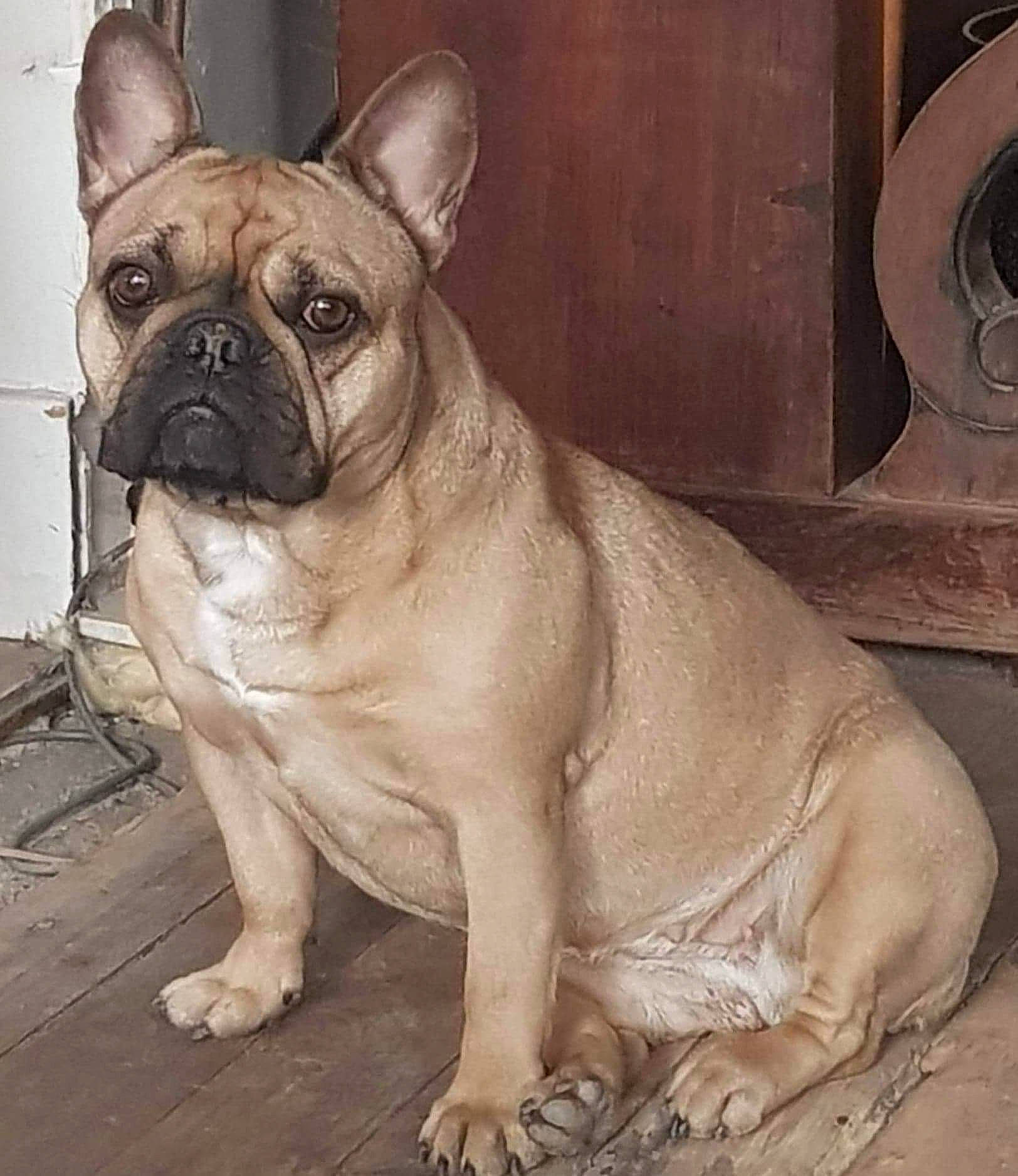 Nalia participe au concours pour gagner de l'argent avec cette photo : bulldog, canidae, carnivore, collar, companion_dog, dog, dog_breed, fawn, floor, french_bulldog, mammal, non_sporting_group, pug, skin, snout, toy_dog, whiskers, working_animal, wrinkle