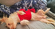 Casper joined the competition — help win amazing prizes! dog, pet, red_clothing, blanket, couch, indoor, relaxed, upside_down, fur, small_dog, cozy, canine, resting, animal, home, cute, sleepy, laid_back, furniture, domestic