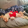 dog, pet, red_clothing, blanket, couch, indoor, relaxed, upside_down, fur, small_dog, cozy, canine, resting, animal, home, cute, sleepy, laid_back, furniture, domestic