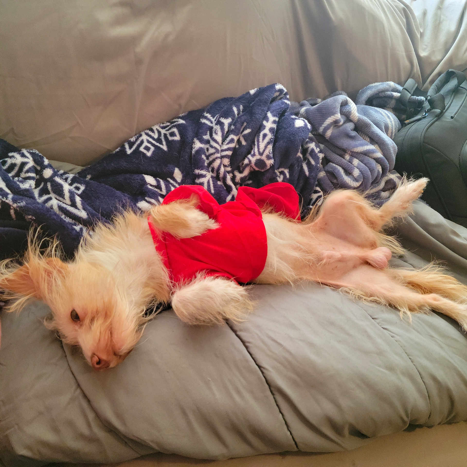 Casper joined the competition — help win amazing prizes! dog, pet, red_clothing, blanket, couch, indoor, relaxed, upside_down, fur, small_dog, cozy, canine, resting, animal, home, cute, sleepy, laid_back, furniture, domestic
