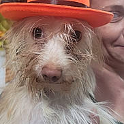 Casper is registered to the contest to win money with this photo: animal, celebration, costume, cute, dog, expression, face, fun, fur, hand, hat, headwear, holding, indoor, orange, person, pet, portrait, smile, spider