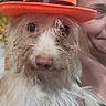 animal, celebration, costume, cute, dog, expression, face, fun, fur, hand, hat, headwear, holding, indoor, orange, person, pet, portrait, smile, spider