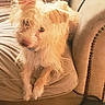 Casper is registered to the contest to win money with this photo: dog, pet, couch, indoor, furniture, relaxing, beige, fluffy, scruffy, animal, companion, cute, fur, small_dog, domestic_animal, living_room, cozy, resting, side_view, curious