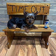 Radar is registered to the contest to win money with this photo: dog, small_dog, wooden_bench, time_out_sign, hourglass, indoor, wood_floor, wood_wall, pet, animal, cute, puppy, fur, ears, laying_down, looking_at_camera, brown, black, decor, furniture