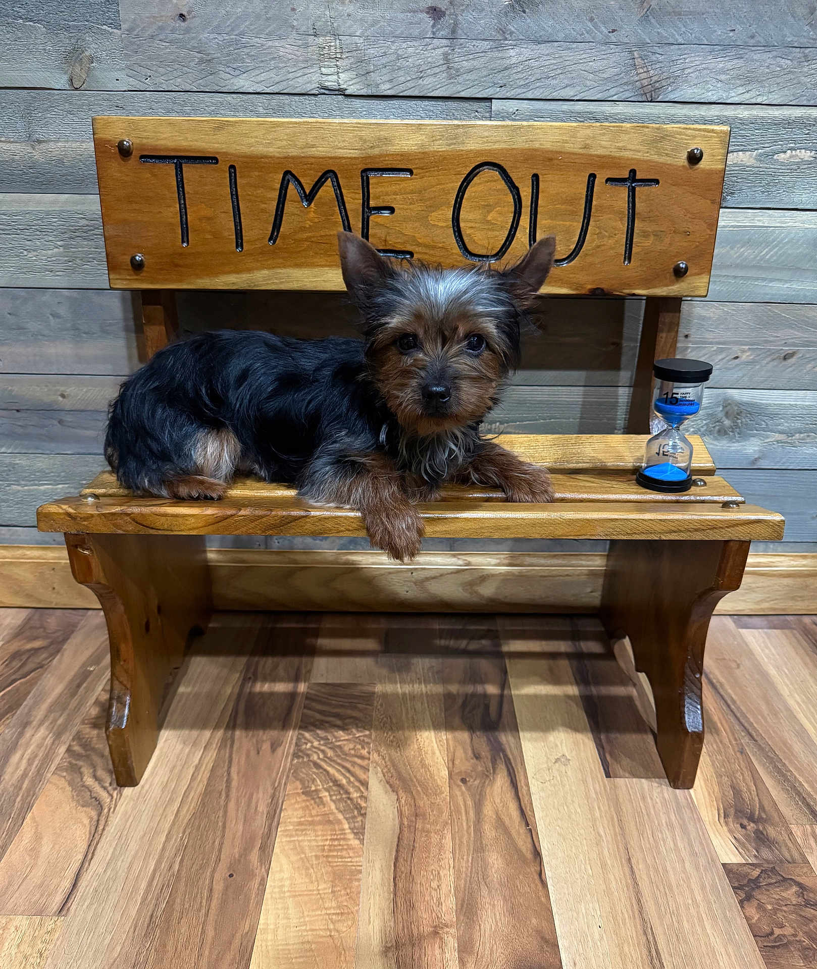Radar is registered to the contest to win money with this photo: dog, small_dog, wooden_bench, time_out_sign, hourglass, indoor, wood_floor, wood_wall, pet, animal, cute, puppy, fur, ears, laying_down, looking_at_camera, brown, black, decor, furniture