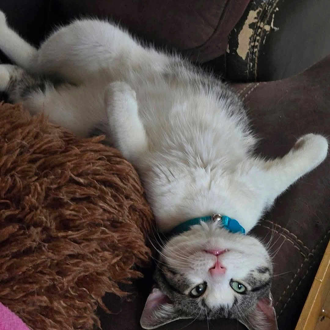 Kiki is registered to the contest to win money with this photo: cat, upside_down, collar, green_eyes, couch, brown_cushion, feline, indoor, pet, relaxed, fur, whiskers, pink_nose, tabby, domestic_cat, cozy, resting, cute, animal, household