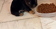 Tyson is registered to the contest to win money with this photo: puppy, dog, black_dog, small_dog, food_bowl, water_bowl, kibble, tile_floor, indoor, pet, cute, young_dog, ears, floor, container, feeding_time, looking_up, animal, domestic, brown_paws