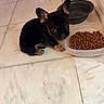 animal, black_dog, brown_paws, container, cute, dog, domestic, ears, feeding_time, floor, food_bowl, indoor, kibble, looking_up, pet, puppy, small_dog, tile_floor, water_bowl, young_dog