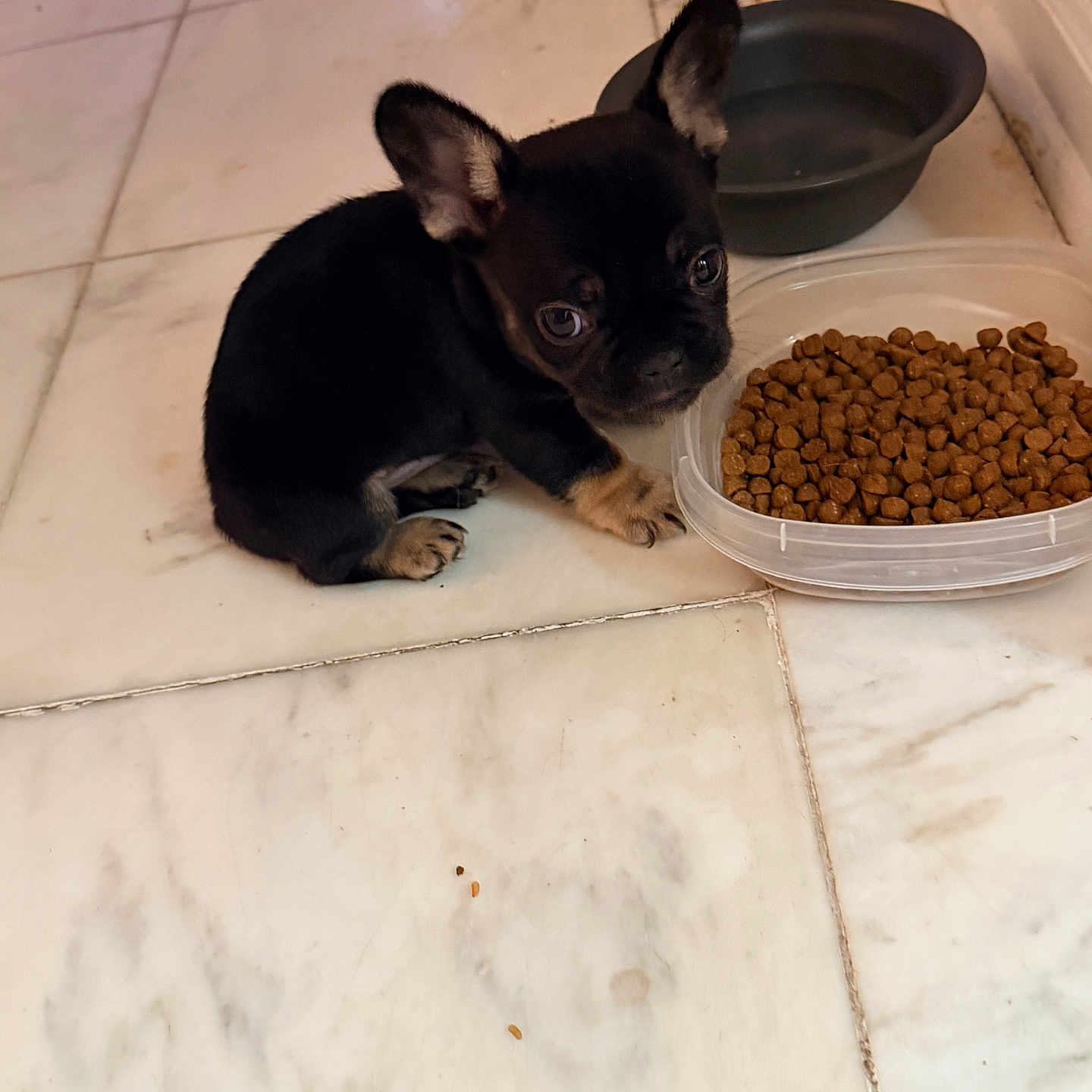 Tyson is registered to the contest to win money with this photo: puppy, dog, black_dog, small_dog, food_bowl, water_bowl, kibble, tile_floor, indoor, pet, cute, young_dog, ears, floor, container, feeding_time, looking_up, animal, domestic, brown_paws