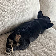 Tyson is registered to the contest to win money with this photo: dog, black_dog, lying_down, couch, furniture, indoor, pet, relaxed, paws, fur, canine, resting, back_view, domestic_animal, animal, comfortable, home, sleeping, laying, cozy