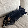 animal, back_view, black_dog, canine, comfortable, couch, cozy, dog, domestic_animal, fur, furniture, home, indoor, laying, lying_down, paws, pet, relaxed, resting, sleeping