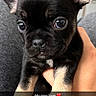 Tyson is registered to the contest to win money with this photo: puppy, dog, pet, close_up, black_fur, tan_fur, small_dog, cute, animal, hand, holding, indoor, young_dog, face, ears, paw, looking, expression, love, text_overlay