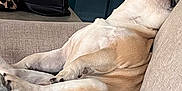 Gotti joined the competition — help win amazing prizes! dog, sleeping, couch, relaxing, indoor, pet, furniture, beige, brown, fabric, pillow, canine, resting, comfortable, household, domestic_animal, paw, snout, side_view, leisure