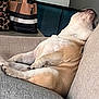 dog, sleeping, couch, relaxing, indoor, pet, furniture, beige, brown, fabric, pillow, canine, resting, comfortable, household, domestic_animal, paw, snout, side_view, leisure