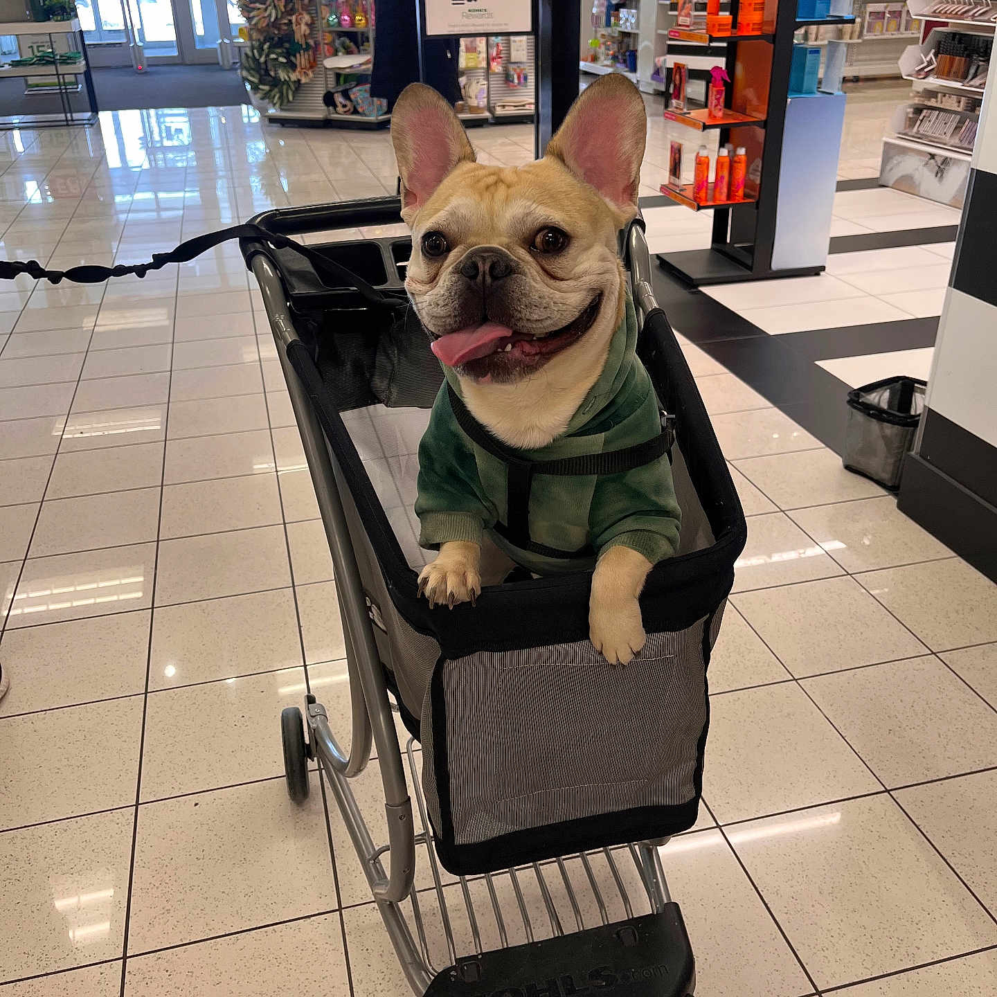 Gotti is registered to the contest to win money with this photo: animal, bright, cute, display_shelf, dog, french_bulldog, happy, hoodie, indoor, leash, merchandise, pet, retail, shopping, shopping_cart, small_dog, smiling, store, tile_floor, tongue_out