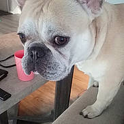 Gotti joined the competition — help win amazing prizes! dog, french_bulldog, pet, indoor, couch, table, cup, wood_floor, close_up, brown_eyes, canine, animal, domestic, fur, ears, snout, paw, looking, house, furniture