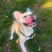 Gotti joined the competition — help win amazing prizes! animal, canine, dog, ears, french_bulldog, fur, grass, happy, harness, leaf, muzzle, nature, outdoor, park, paw, pet, playful, summer, tongue, tongue_out