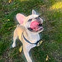 animal, canine, dog, ears, french_bulldog, fur, grass, happy, harness, leaf, muzzle, nature, outdoor, park, paw, pet, playful, summer, tongue, tongue_out