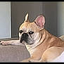 Gotti joined the competition — help win amazing prizes! dog, french_bulldog, pet, canine, indoor, couch, resting, relaxed, light_brown, short_hair, ears_up, looking_away, home, animal, companion, domestic, furniture, cozy, portrait, side_view
