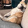 Gotti joined the competition — help win amazing prizes! french_bulldog, dog, couch, pillow, indoor, relaxed, resting, sleepy, pet, canine, animal, furniture, bag, leather_bag, fabric, living_room, domestic, cute, companion, cozy