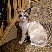 Porcha joined the competition — help win amazing prizes! cat, indoor, staircase, carpet, pet, animal, feline, blue_eyes, curious, sitting, wooden_railings, home, domestic, young_cat, fur, whiskers, ears, tail, looking, closeup