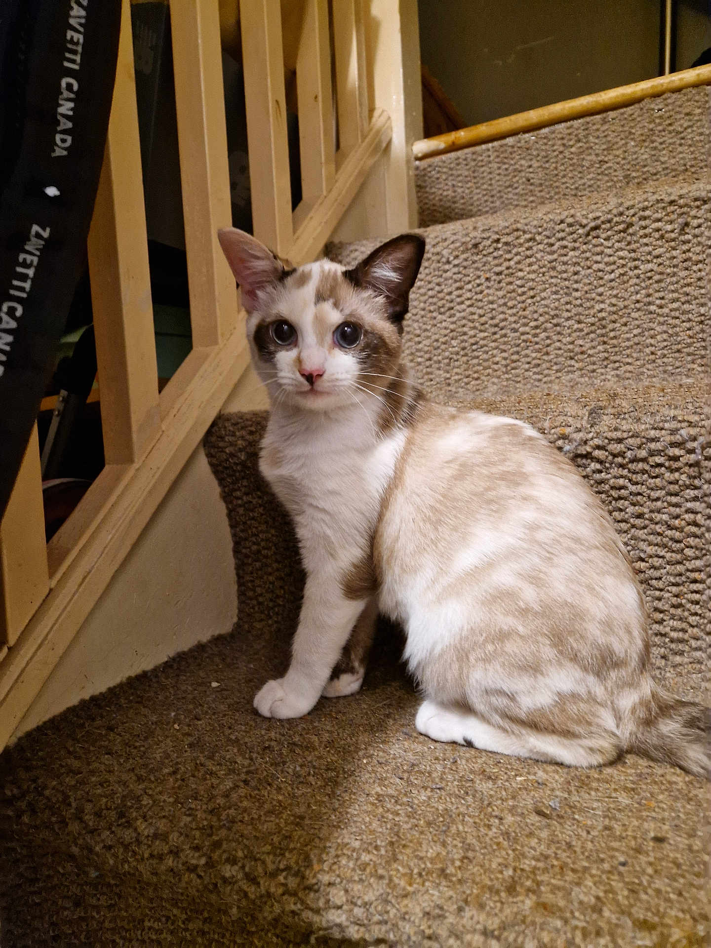 Porcha joined the competition — help win amazing prizes! cat, indoor, staircase, carpet, pet, animal, feline, blue_eyes, curious, sitting, wooden_railings, home, domestic, young_cat, fur, whiskers, ears, tail, looking, closeup