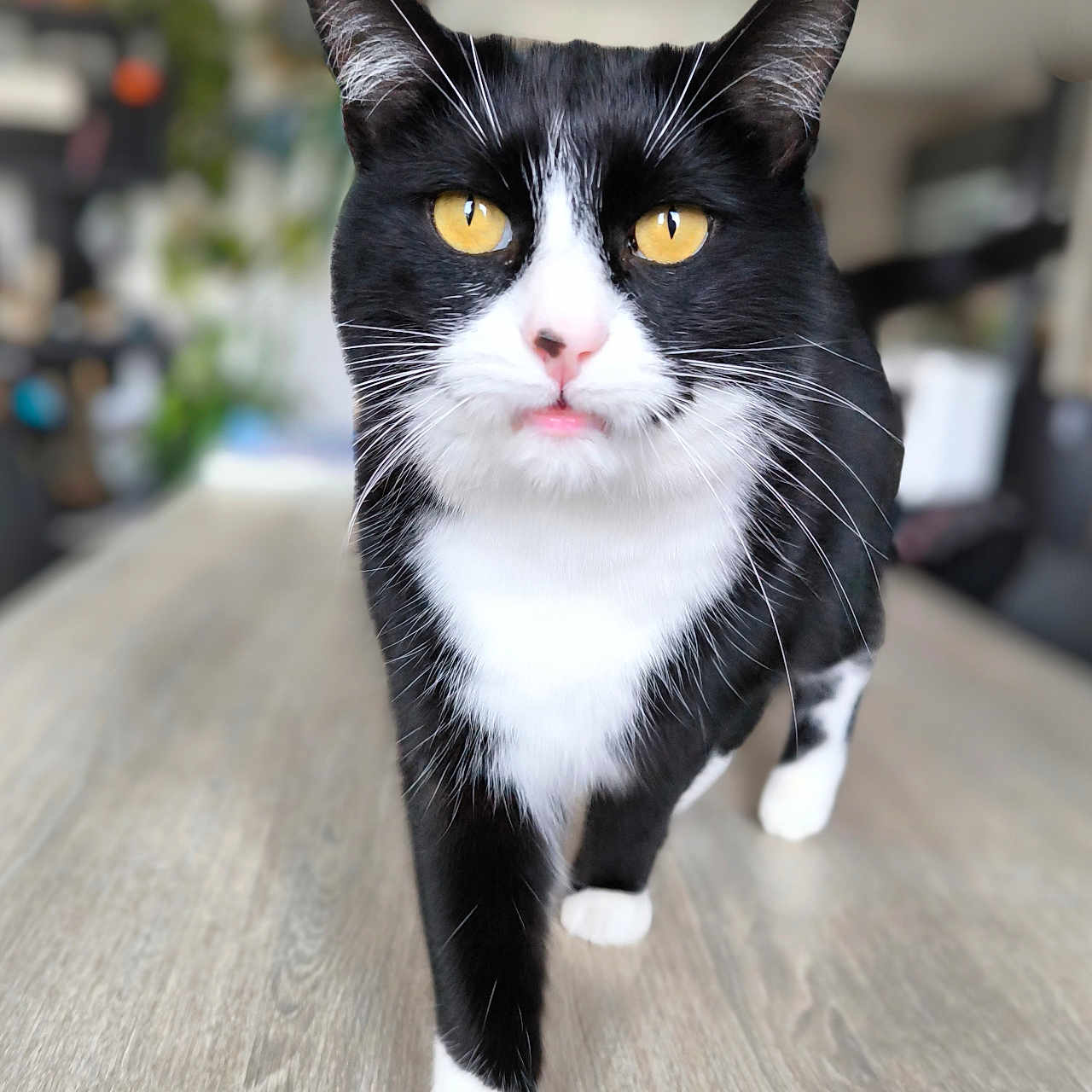 Shoko participe au concours pour gagner de l'argent avec cette photo : black_and_white, cat, close_up, curious, domestic_cat, ears, feline, fur, indoor, nose, paw, pet, portrait, shallow_depth_of_field, table, tuxedo_cat, walking, whiskers, wooden_floor, yellow_eyes