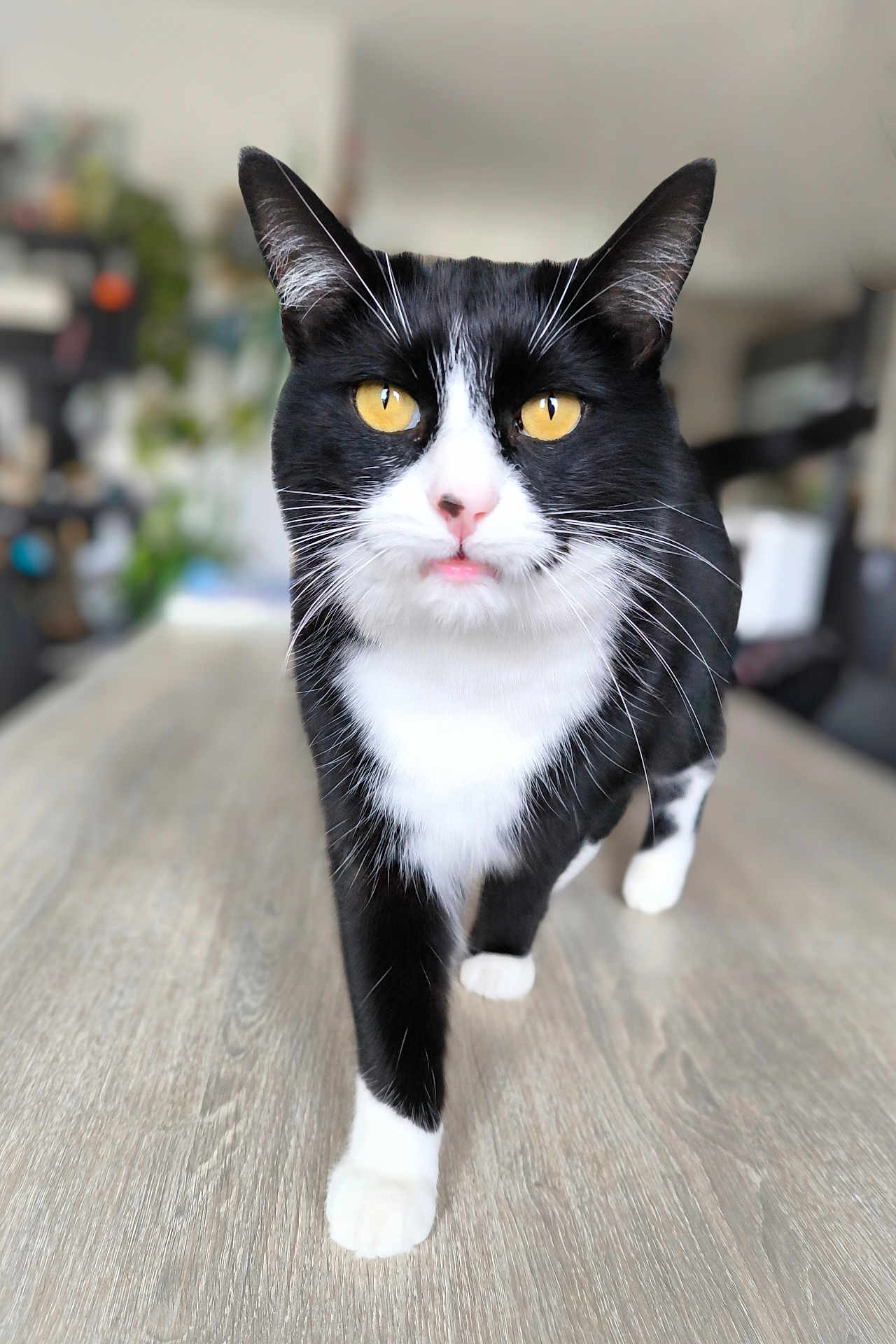 Shoko participe au concours pour gagner de l'argent avec cette photo : cat, tuxedo_cat, pet, feline, whiskers, yellow_eyes, indoor, wooden_floor, close_up, shallow_depth_of_field, portrait, paw, table, domestic_cat, walking, curious, black_and_white, fur, nose, ears