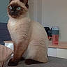 Kento participe au concours pour gagner de l'argent avec cette photo : cat, siamese_cat, blue_eyes, indoor, furniture, water_bottle, gray_surface, sitting, pet, animal, ears, whiskers, fur, alert, domestic_cat, household, cozy, portrait, side_view, calm