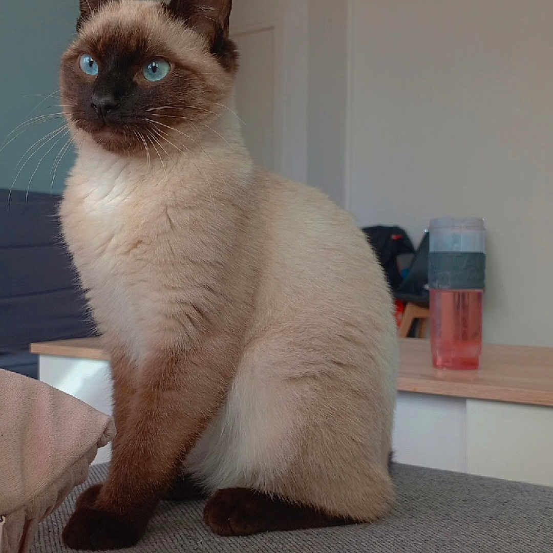 Kento participe au concours pour gagner de l'argent avec cette photo : cat, siamese_cat, blue_eyes, indoor, furniture, water_bottle, gray_surface, sitting, pet, animal, ears, whiskers, fur, alert, domestic_cat, household, cozy, portrait, side_view, calm