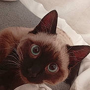 Kento participe au concours pour gagner de l'argent avec cette photo : cat, siamese_cat, blue_eyes, pet, fur, whiskers, ears, indoor, blanket, white_sheet, curious, close_up, animal, cute, feline, soft_texture, cozy, resting, looking_up, companion