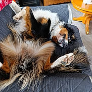 Vic participe au concours pour gagner de l'argent avec cette photo : dog, tricolor, lying_down, upside_down, paw, fur, indoor, quilted_blanket, wooden_furniture, table, cabinet, floor, cozy, pet, canine, relaxed, cute, fur_texture, animal, home