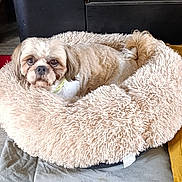Réglisse a rejoint le concours — aidez-le/la à gagner de superbes lots ! dog, pet_bed, fluffy, beige, cozy, indoor, furniture, carpet, cute, small_dog, looking_at_camera, relaxed, fur, tail, face, ears, collar, home, animal, resting