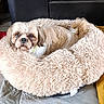 dog, pet_bed, fluffy, beige, cozy, indoor, furniture, carpet, cute, small_dog, looking_at_camera, relaxed, fur, tail, face, ears, collar, home, animal, resting