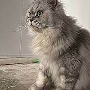 Isidor participe au concours pour gagner de l'argent avec cette photo : animal, calm, cat, cute, domestic_animal, feline, floor, fluffy, fur, gray_cat, green_eyes, household, indoor, long_hair, looking_away, pet, portrait, sitting, wall, whiskers