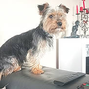 Diego a rejoint le concours — aidez-le/la à gagner de superbes lots ! black, brown, calm, candle_holder, couch, decor, dog, ears, fur, indoor, leather, living_room, pet, photo_frame, remote_control, side_view, sitting, small_dog, white_wall, yorkshire_terrier