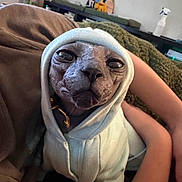 Nebula is registered to the contest to win money with this photo: sphynx_cat, cat, hairless_cat, hoodie, clothing, pet, indoor, person, arms, blanket, couch, home, cozy, portrait, animal, looking_at_camera, soft_lighting, relaxed, cute, feline