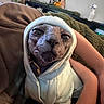 sphynx_cat, cat, hairless_cat, hoodie, clothing, pet, indoor, person, arms, blanket, couch, home, cozy, portrait, animal, looking_at_camera, soft_lighting, relaxed, cute, feline