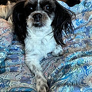 Oreo Moss is registered to the contest to win money with this photo: dog, black_and_white, small_dog, shih_tzu, long_hair, fluffy, pet, animal, portrait, sitting, bed, bedspread, paisley, indoors, home, cute, alert, front_view, paws, black_nose