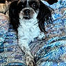 dog, black_and_white, small_dog, shih_tzu, long_hair, fluffy, pet, animal, portrait, sitting, bed, bedspread, paisley, indoors, home, cute, alert, front_view, paws, black_nose