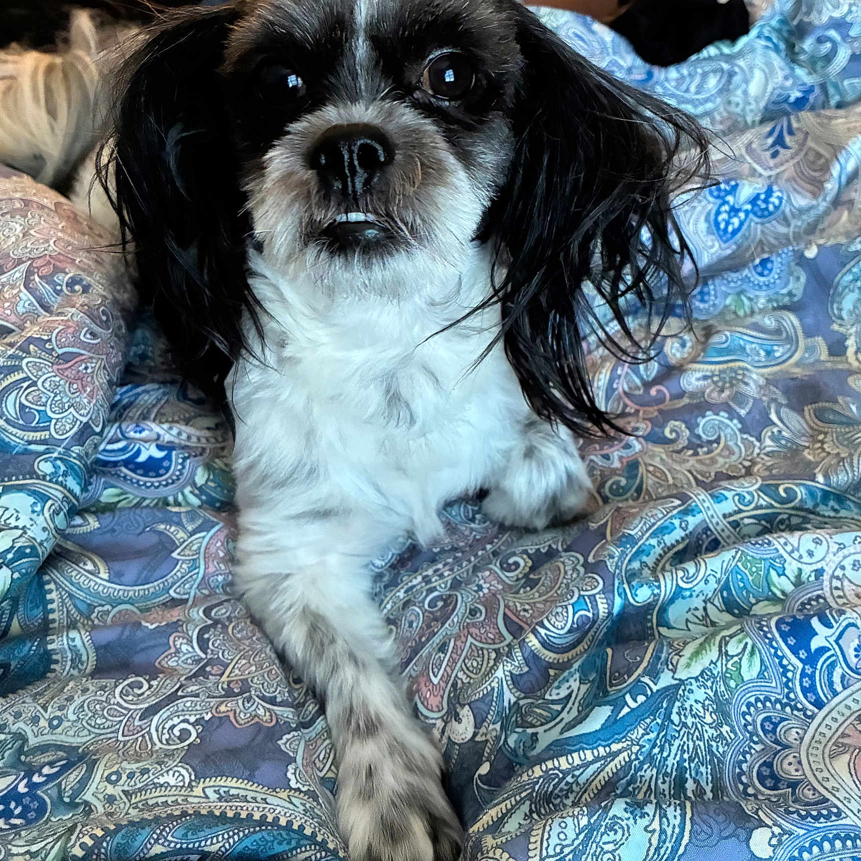 Oreo Moss is registered to the contest to win money with this photo: dog, black_and_white, small_dog, shih_tzu, long_hair, fluffy, pet, animal, portrait, sitting, bed, bedspread, paisley, indoors, home, cute, alert, front_view, paws, black_nose