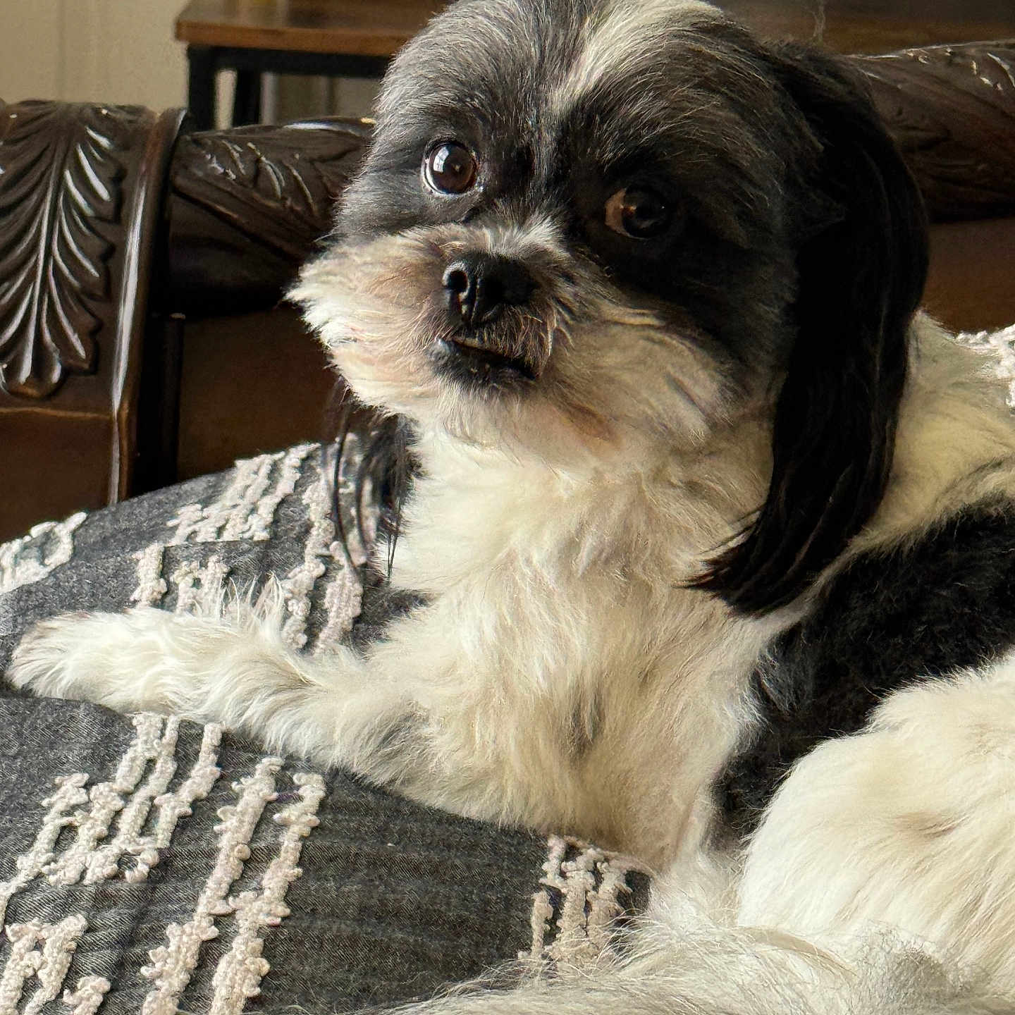 Oreo is registered to the contest to win money with this photo: animal, black_and_white, companion, cozy, cushion, cute, dog, face, fluffy, fur, furniture, home, indoor, living_room, looking, pet, relaxing, table, television, wood
