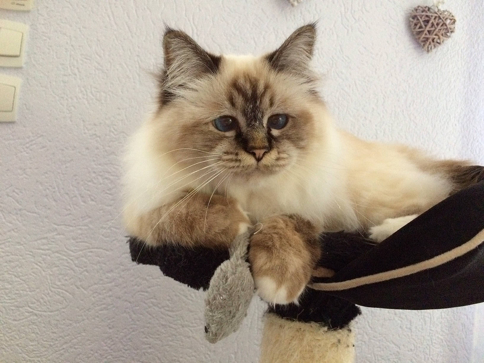 Jolia a rejoint le concours — aidez-le/la à gagner de superbes lots ! asian_semi_longhair, balinese, birman, british_semi_longhair, carnivore, cat, domestic_long_haired_cat, eye, felidae, himalayan, iris, kitten, mammal, napoleon_cat, ragamuffin, ragdoll, siberian, small_to_medium_sized_cats, vertebrate, whiskers