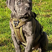 Maximus is registered to the contest to win money with this photo: puppy, dog, gray_dog, harness, grass, outdoor, sunlight, pet, canine, young_dog, sitting, nature, animal, cute, portrait, garden, daylight, mammal, fur, playful