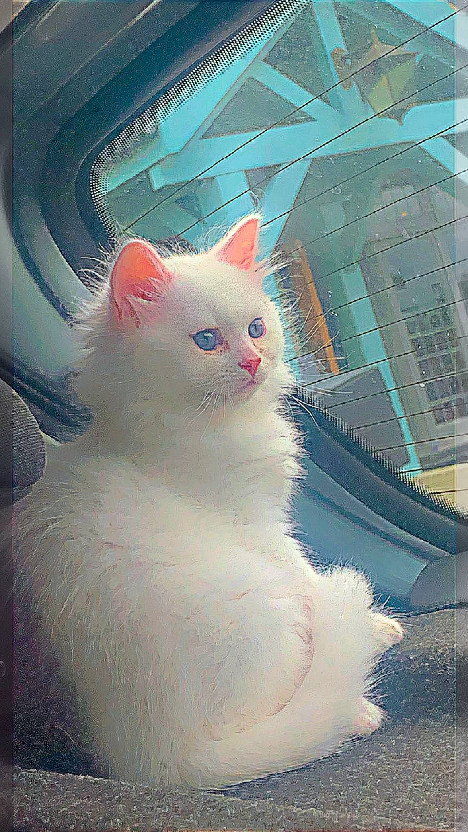 Cloud joined the competition — help win amazing prizes! building, carnivore, cat, domestic_short_haired_cat, felidae, fur, glass, pattern, paw, small_to_medium_sized_cats, snout, tail, terrestrial_animal, whiskers, window, windshield