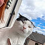 animal, black_and_white_cat, building, cat, clouds, daylight, face, fence, green_grass, hand, holding, house, outdoor, person, pet, portrait, red_hair, sky, white_cat, window